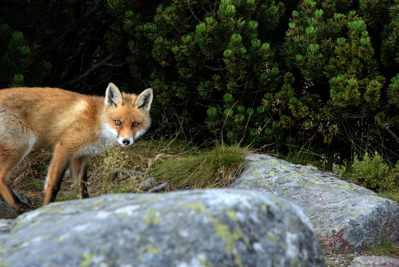Slovakiet ræv fox nature